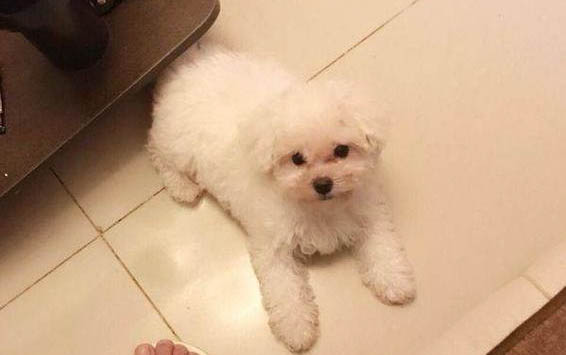 比熊好養(yǎng)嗎容易生病嗎
