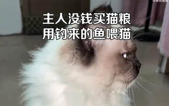 貓咪有毛病能吃生魚嗎
