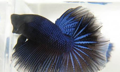 斗魚(yú)能和孔雀魚(yú)一起養(yǎng)嗎