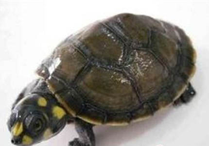 非洲側(cè)頸龜好養(yǎng)嗎