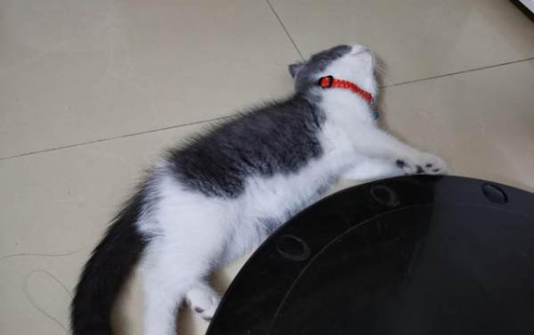 貓咪膀胱炎尿頻尿少怎么辦