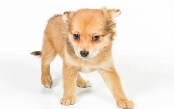 幼犬可以喝酸奶嗎