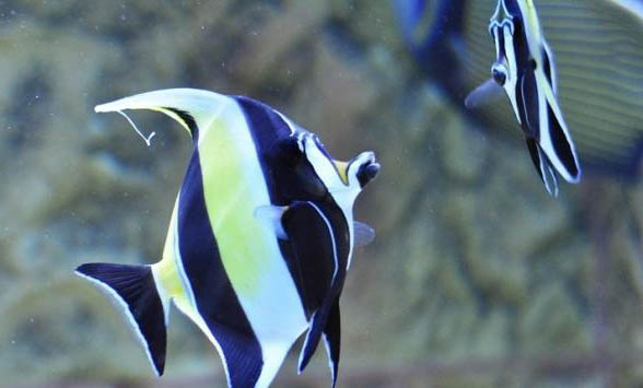 金魚產卵時如何護理