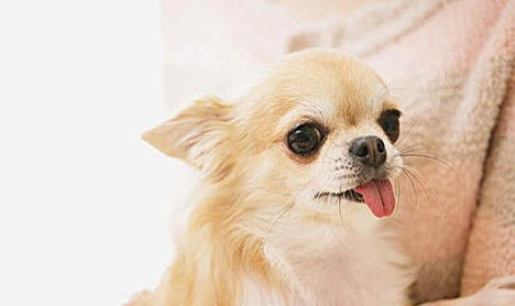 吉娃娃犬為啥喜歡咳嗽怎么辦
