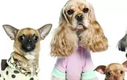 如何判斷狗狗是不是得了犬瘟病毒