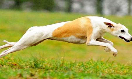 惠比特犬多少錢一只