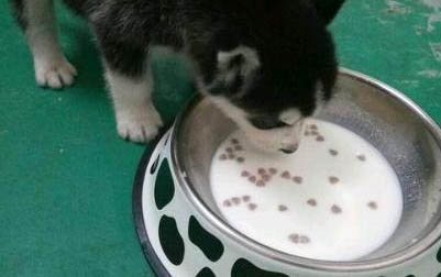 狗狗可以吃蠶豆嗎?