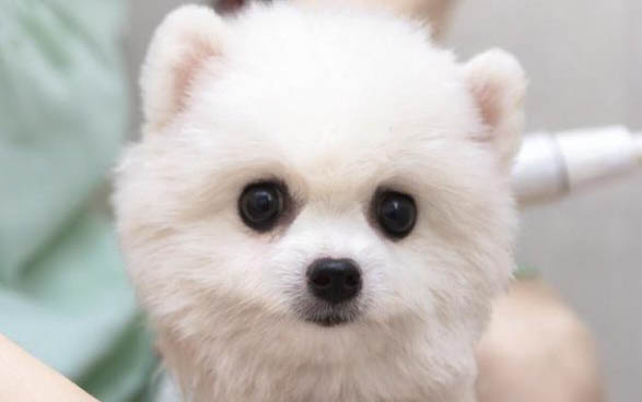 狗狗拉稀不吃飯怎么了