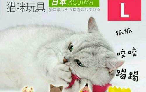 貓咪尿血的原因有哪些