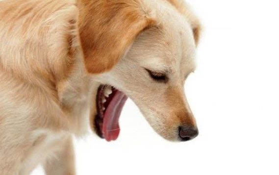 狗懷孕多少天生小狗正常