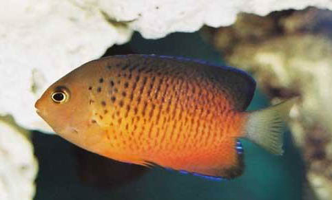 自來水養(yǎng)魚的注意事項(xiàng)