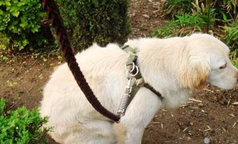 狗狗犬瘟需要多久康復
