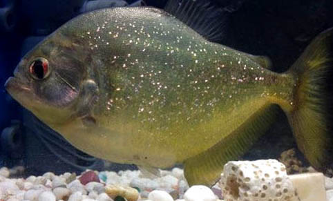 新手怎樣養鸚鵡魚