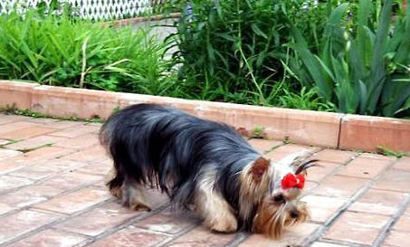 為什么很少人養約克夏?