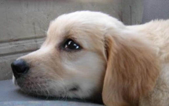 狗狗腸胃炎拉稀怎么辦?