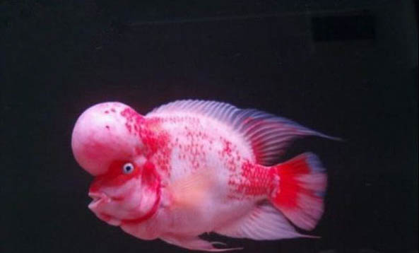 德薩羅漢魚(yú)能長(zhǎng)多大