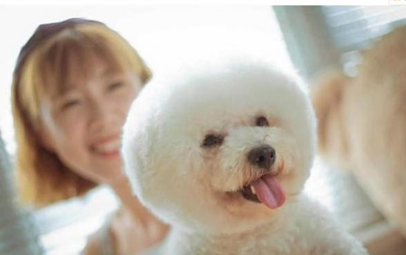 比熊腳上毛變紅了怎么回事？
