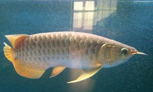 金龍魚多久喂食一次?