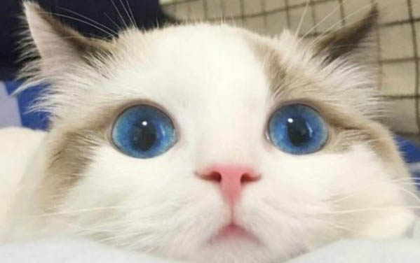 小貓皰疹病毒癥狀是什么