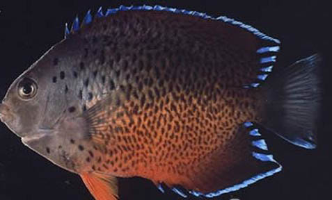 藍(lán)美人魚好養(yǎng)嗎