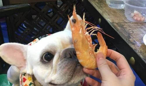 狗狗身上有膿包是怎么回事?怎么處理?