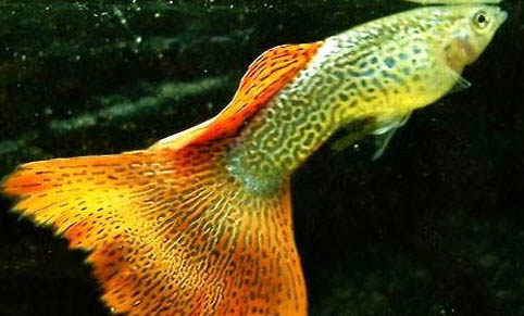 孔雀魚一次能生多少