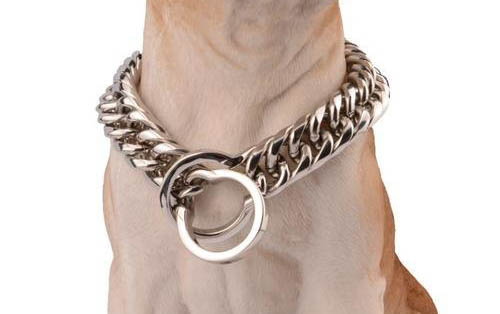 美國比特犬一般能活多久