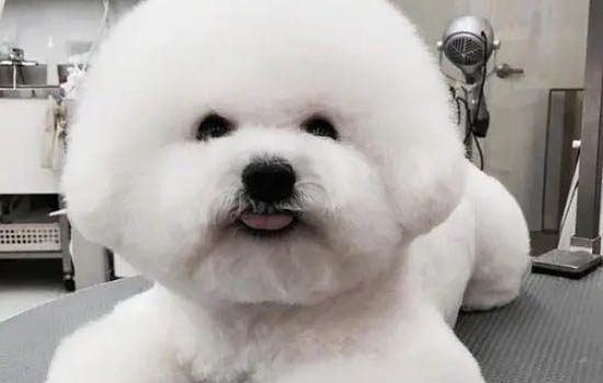 什么狗狗最好養
