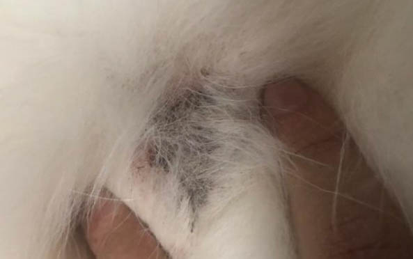 狗腸炎可以喝什么