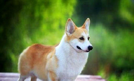 棉花面紗犬哪里有賣