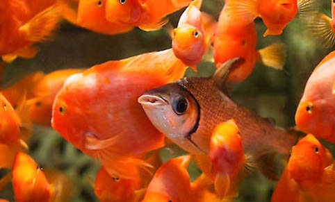 地圖魚可以和鸚鵡魚一起養(yǎng)嗎