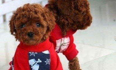 茶杯犬能活多久