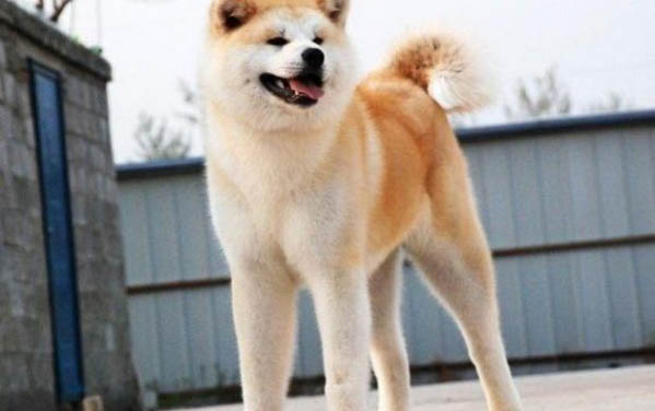 不能養秋田犬的理由和方法