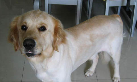 有沒有白色的金毛犬