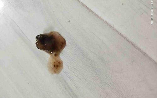 狗狗身上一塊塊掉毛怎么辦