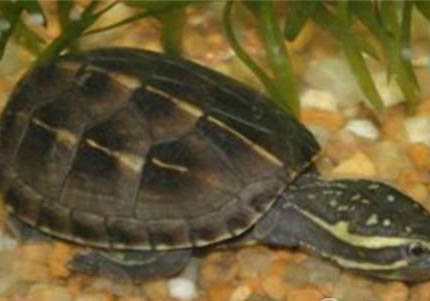 果核泥龜好養嗎