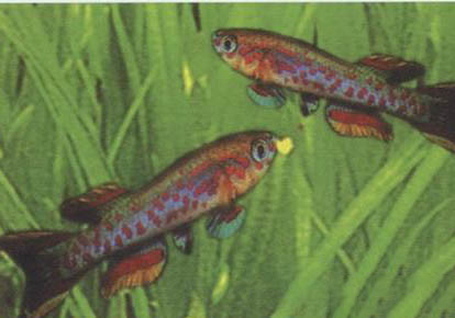 草種金魚哪種比較好養