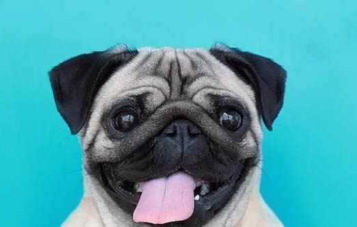 十大便宜好養(yǎng)的小型犬