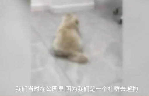 滿月小狗先驅蟲還是先打針