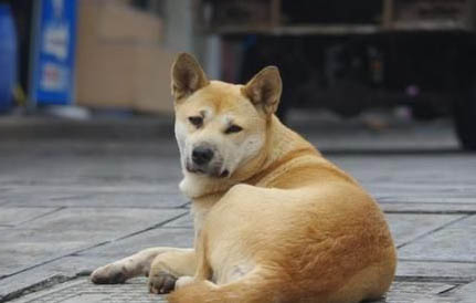 狗狗吃了干燥劑怎么辦有生命危險嗎