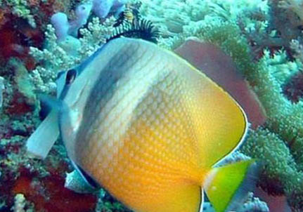 蝴蝶鯉趴缸不動(dòng)怎么辦