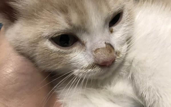 貓生產后身上的血怎么弄