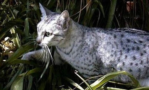 埃及貓不吃飯拉稀的原因及處理方法