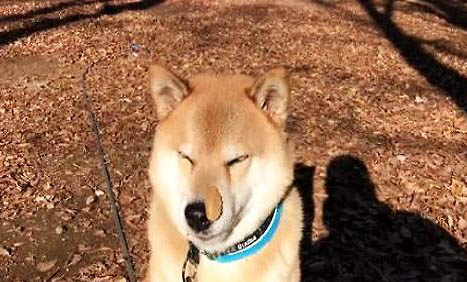 狗狗掉的牙去哪了