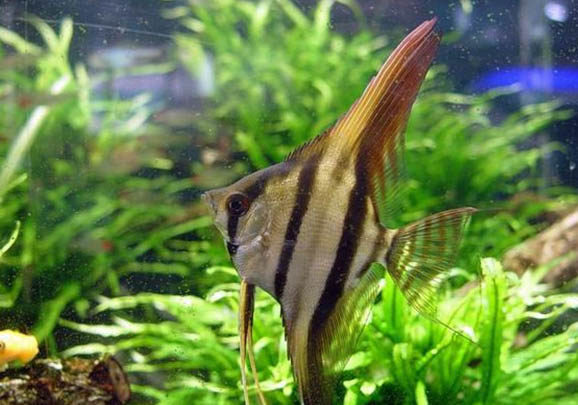 埃及陸龜品種簡介