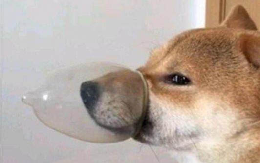 狗狗身上的蜱蟲會傳染給人嗎
