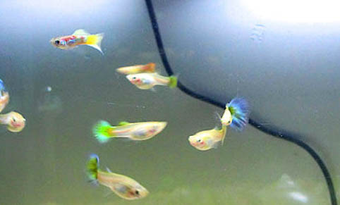 孔雀魚好養嗎?