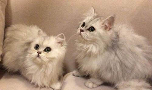 為什么金吉拉不能養