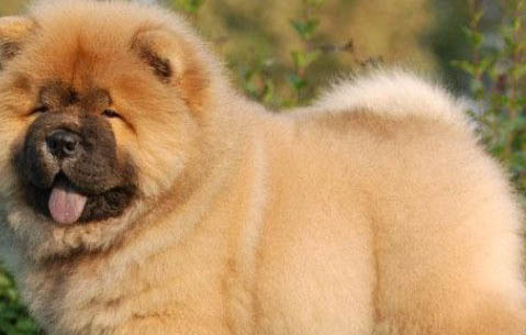 松獅犬為什么不適合家養(yǎng)