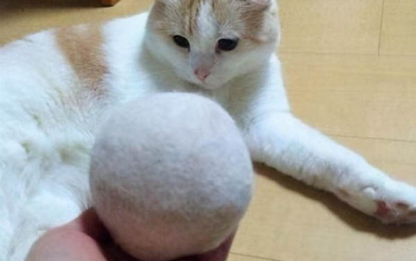 為什么大貓會壓著小貓咬？